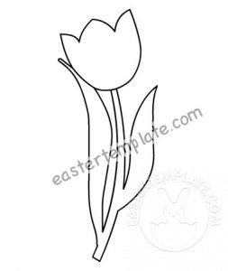 tulip spring