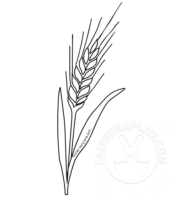 wheat first communion