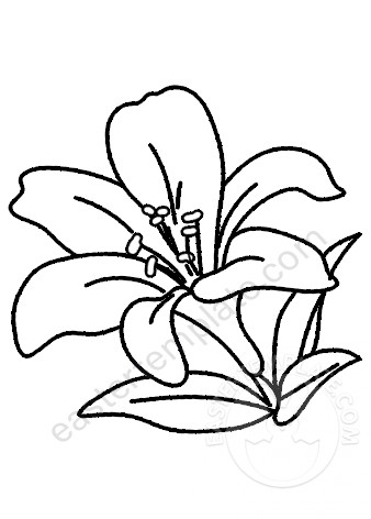 Lily Flower Coloring Page Easter Template