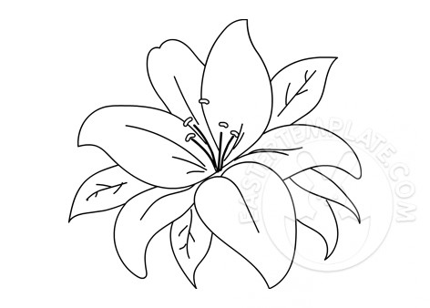 Lily Flowers And Leaves Coloring Page